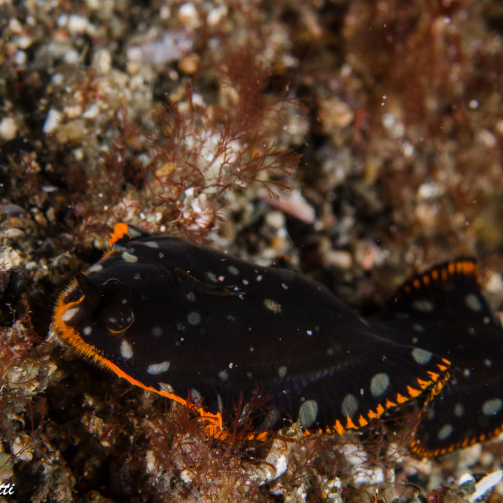 Il giovanile della sogliola <em>Soleichthys maculosus</em>, imita livrea e movenze di due poco appetibili vermi piatti, <em>Pseudoceros scintillatus</em> e <em>Pseudoceros dimidiatus</em>