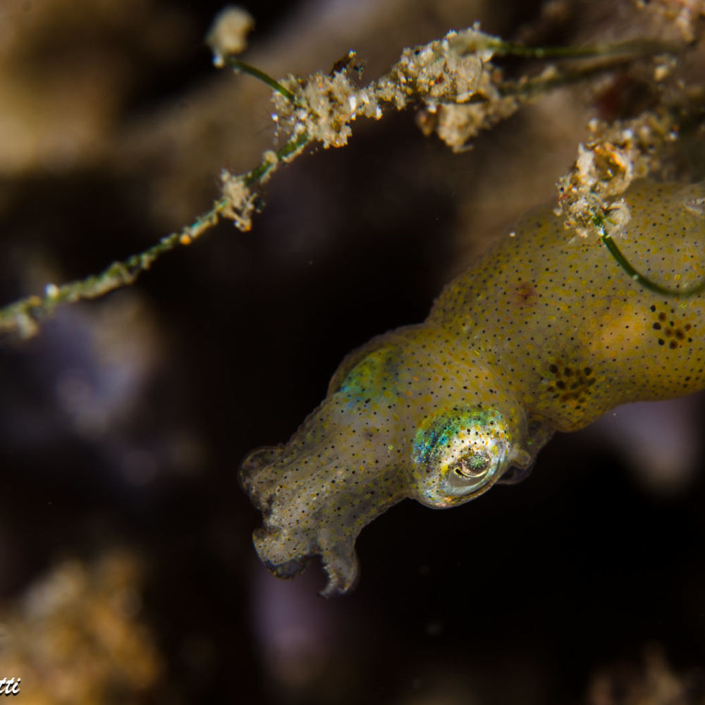 Il piccolo calamaro pigmeo <em>Idiosepius</em> cfr. <em>pygmaeus</em> in agguato tra le alghe