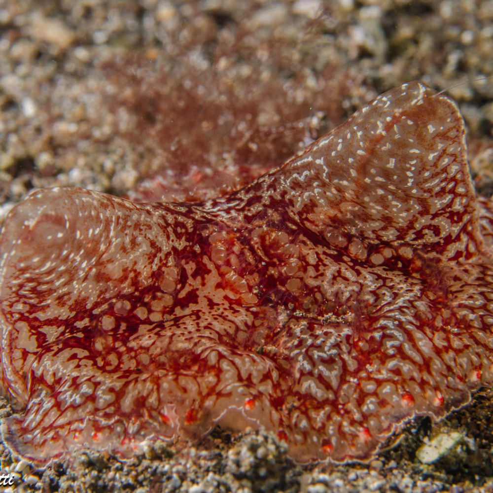 Lo strano ctenoforo bentonico <em>Coeloplana meteoris</em> su fondo sabbioso