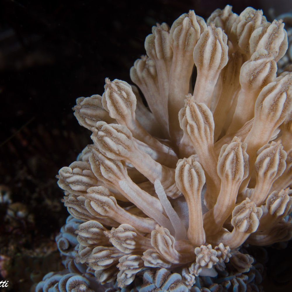 Il grande nudibranco <em>Phyllodesmium rudmani</em> imita perfettamente i polipi dell’ottocorallo del genere <em>Xenia</em> di cui si nutre
