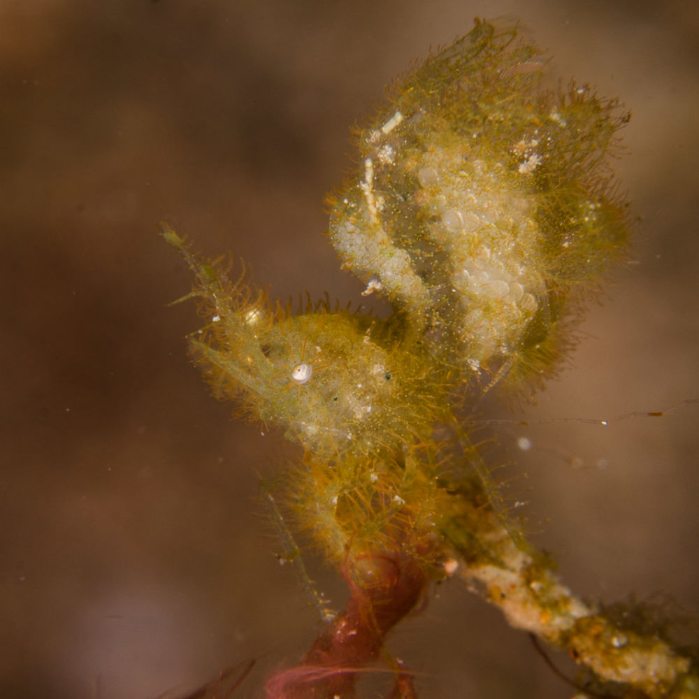 Una femmina di <em>hairy shrimp Phycocaris simulans</em> imita perfettamente un grumo di alghe verdi filamentose