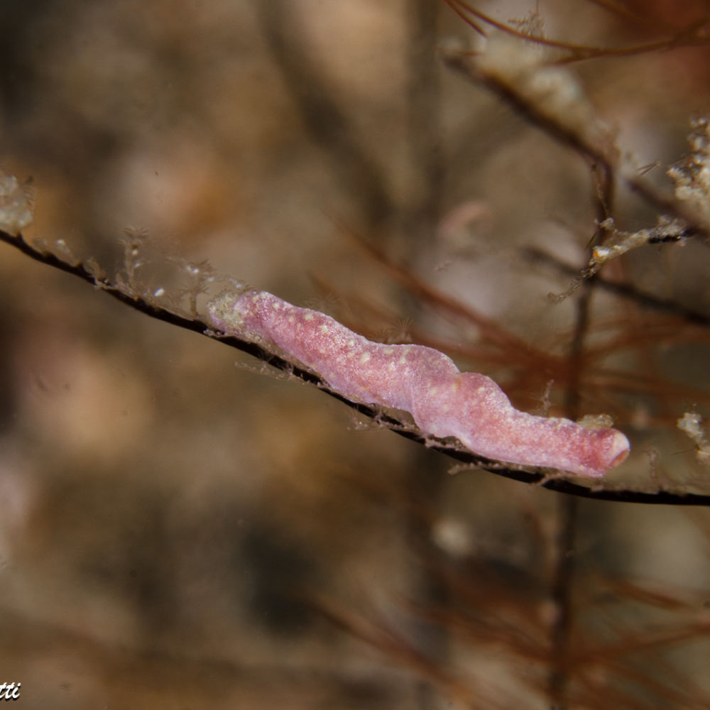 Un solenogastro striscia su un grande idrozoo