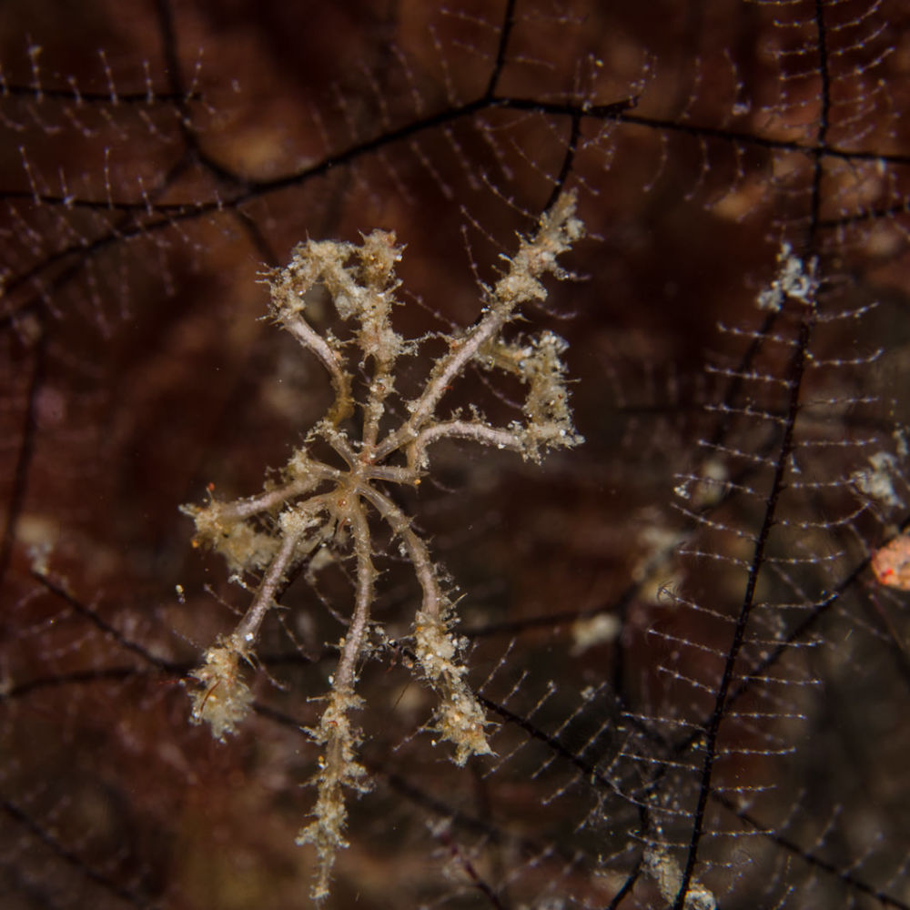 Una femmina di picnogonide del genere <em>Nymphopsis</em> mostra in trasparenza le uova incubate all’interno delle zampe