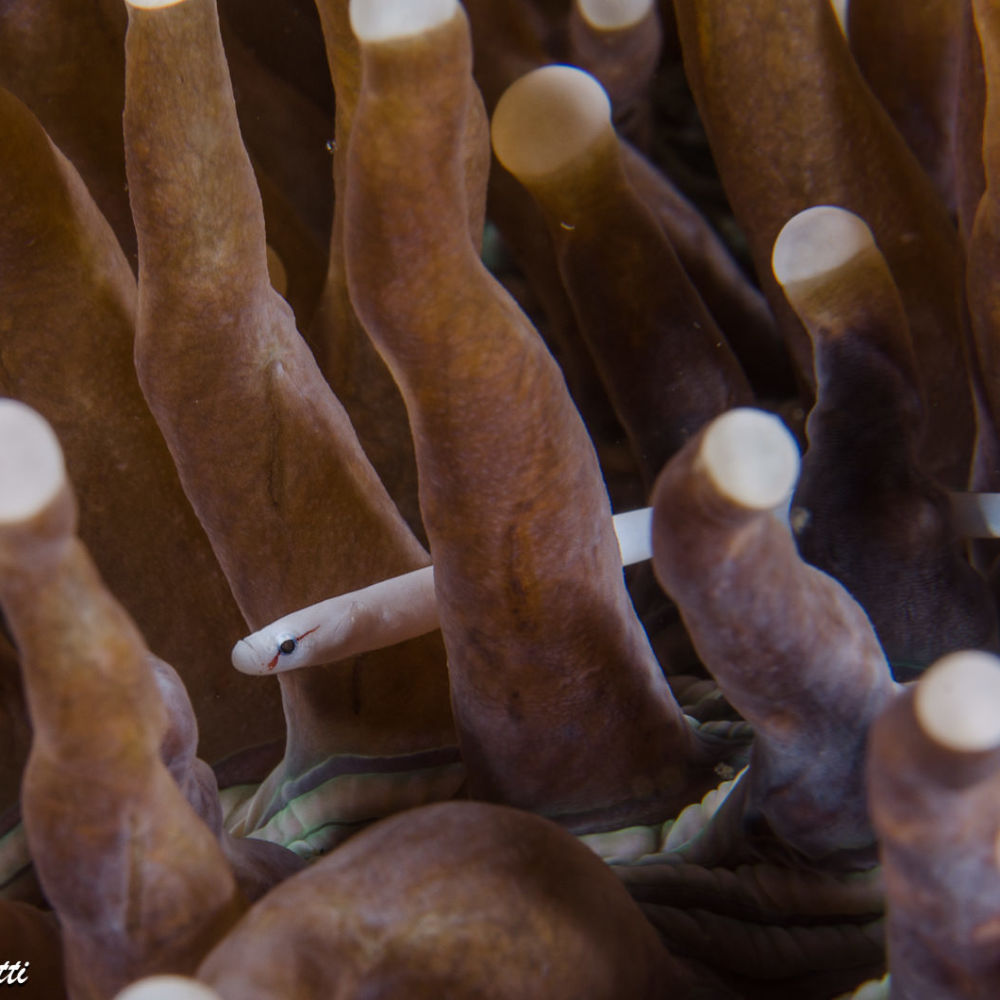 Il pesce ago <em>Siokunichthys nigrolineatus</em> nuota tra i tentacoli della madrepora <em>Heliofungia actiniformes</em>