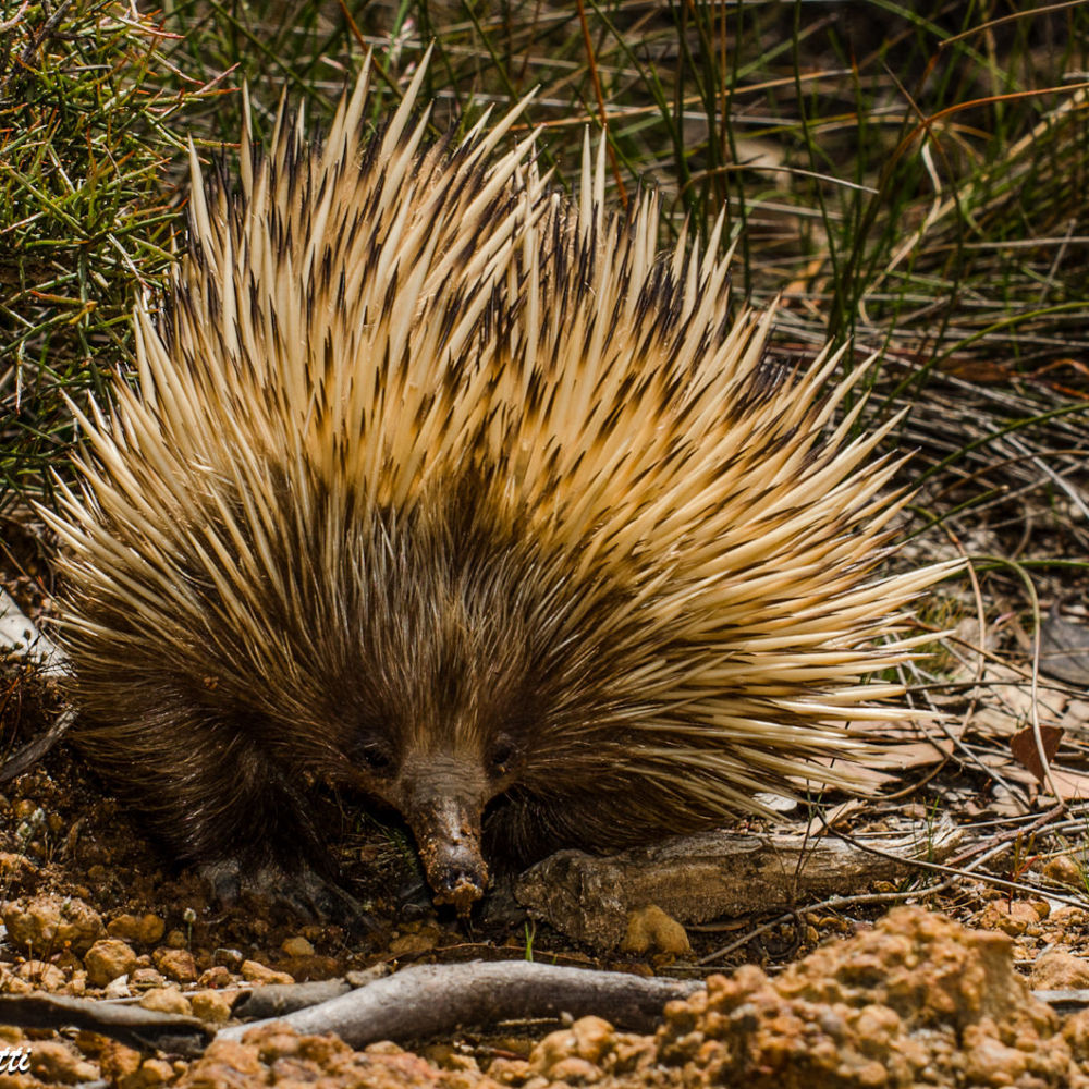 L’echidna (in foto <em>Tachyglossus aculeatus</em>) è un monotremo: insieme all’ornitorinco, è l’unico mammifero che depone le uova. Deve il suo nome ad un personaggio della mitologia greca, un essere metà donna e metà serpente…quindi un po’ mammifero e un po’ rettile, come a prima vista questo animale può sembrare!