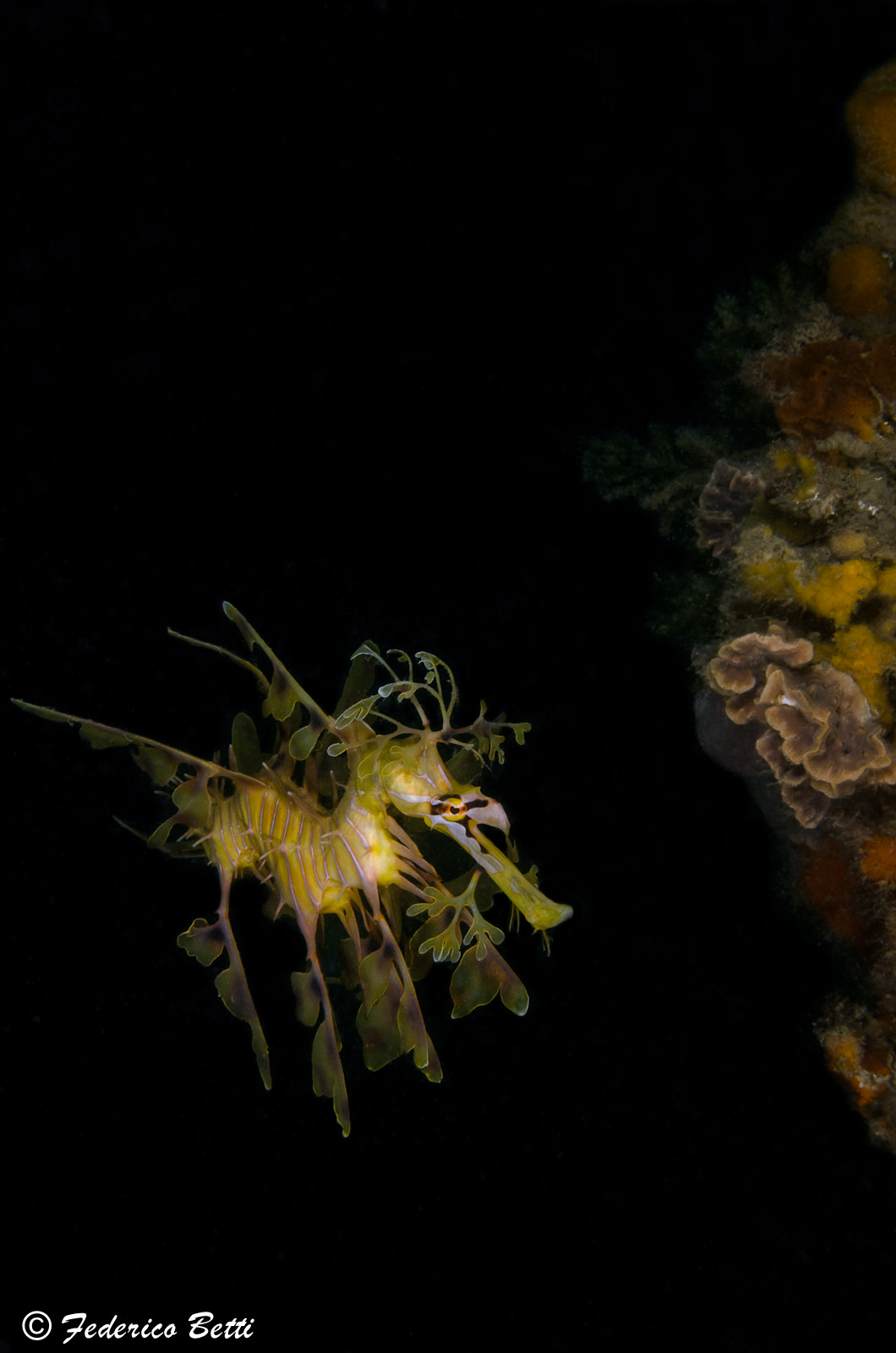 Il <em>leafy sea dragon</em>, <em>Phycodurus eques</em>