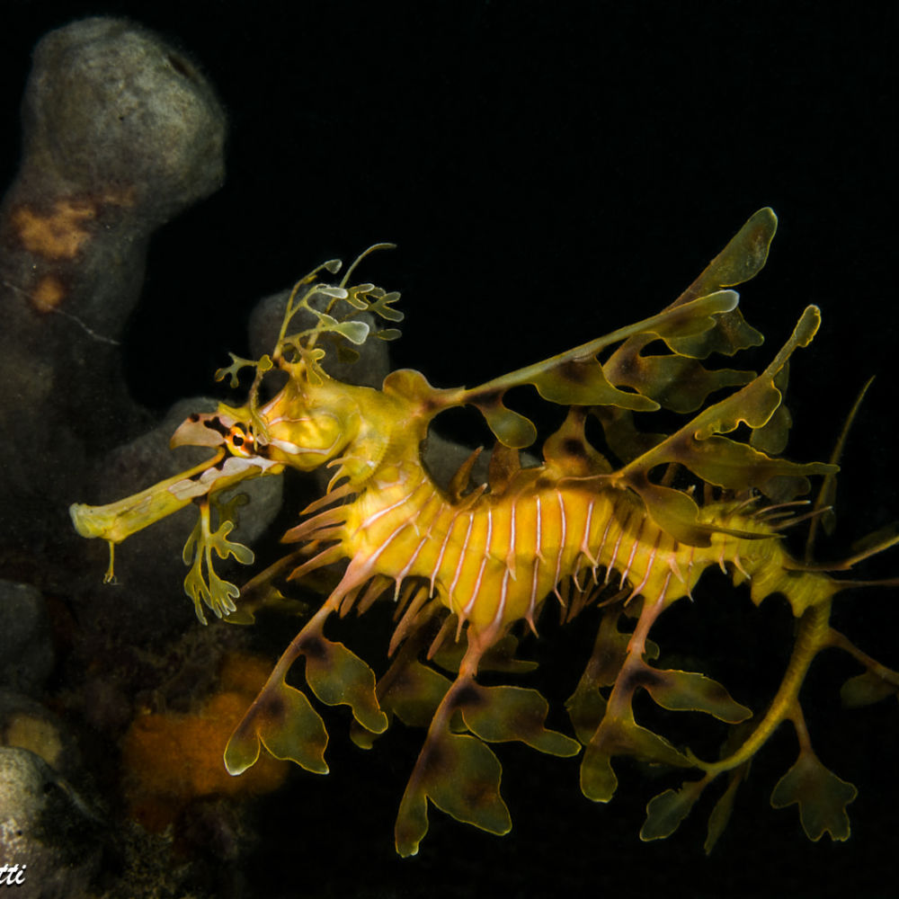 Il <em>leafy sea dragon</em>, <em>Phycodurus eques</em>