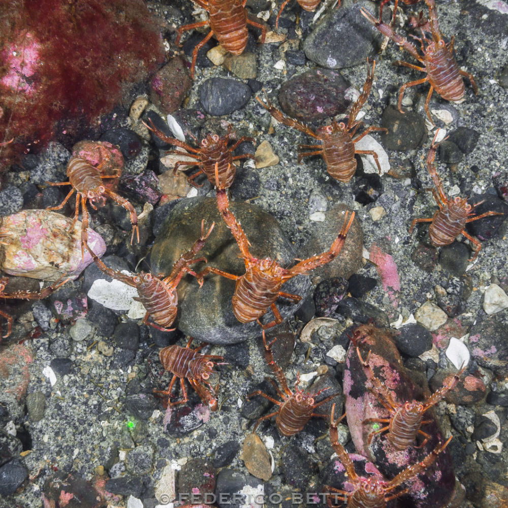 Aggregazione di <em>Munida gregaria</em> al termine del Puyuhuapi. I laser si trovano a 10 cm di distanza.