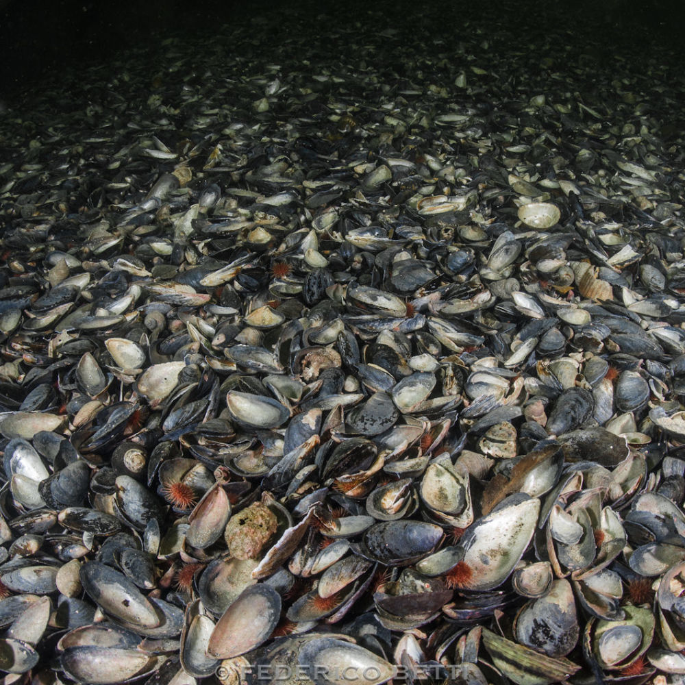 Un esteso <em>mussel bed</em>