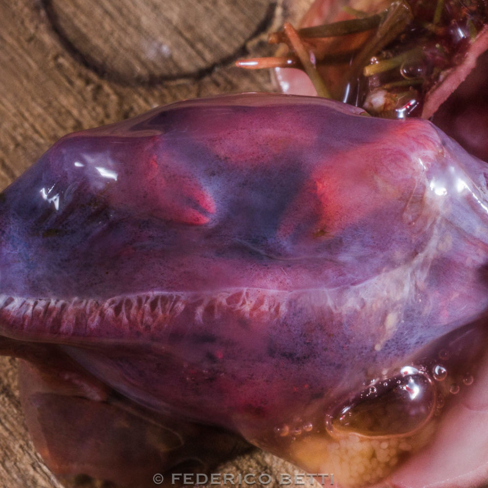 Il granchio <em>Pinnaxodes chilensis</em> all’interno del canale digerente del riccio <em>Loxechinus albus</em>