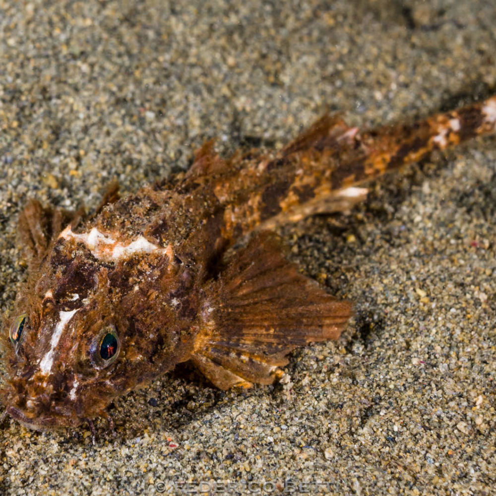 <em>Agonopsis chiloensis</em>, unico rappresentante australe della famiglia Agonidae