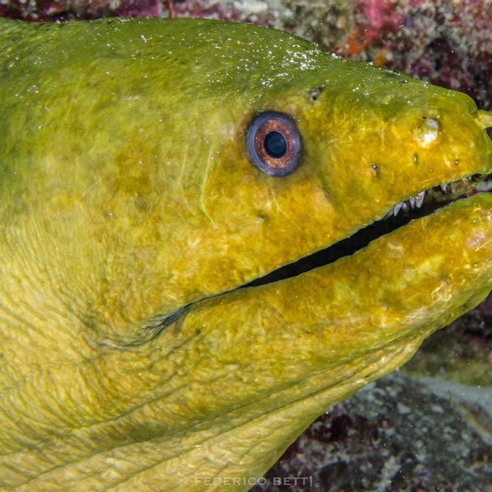 La bellissima murena verde <em>Gymnothorax funebris</em> è uno dei principali pesci piscivori dei <em>reef</em> tropicali