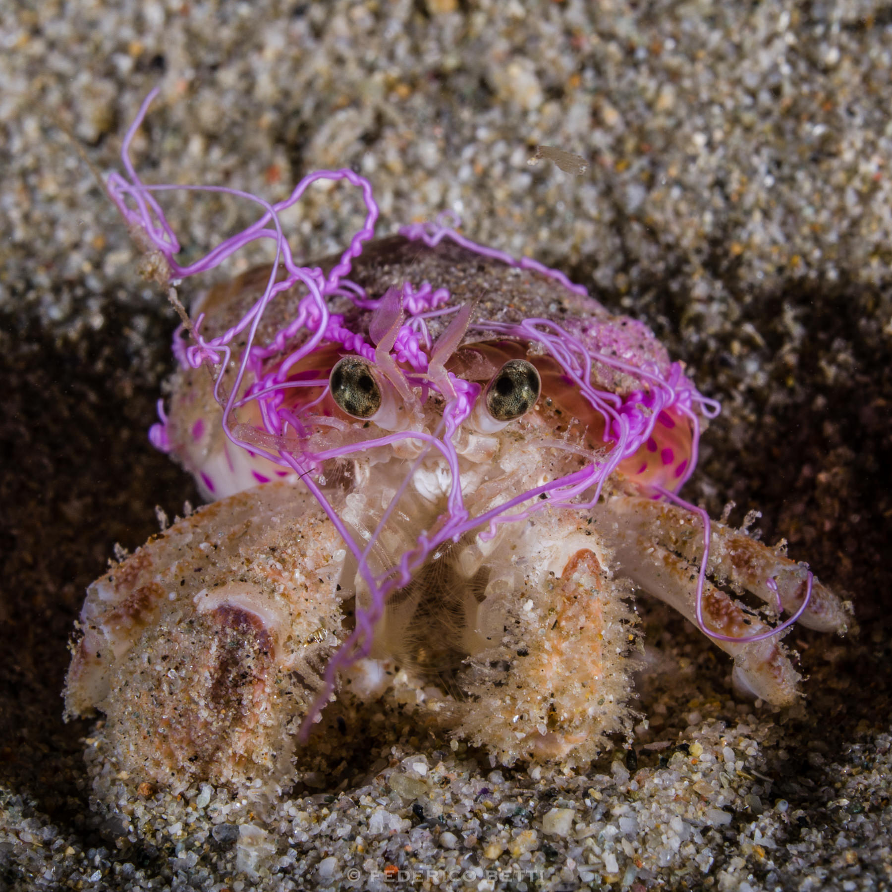 Il paguro <em>Pagurus prideaux</em> e l'anemone <em>Adamsia palliata</em>, che ha appena rilasciato i propri filamenti mesenterici