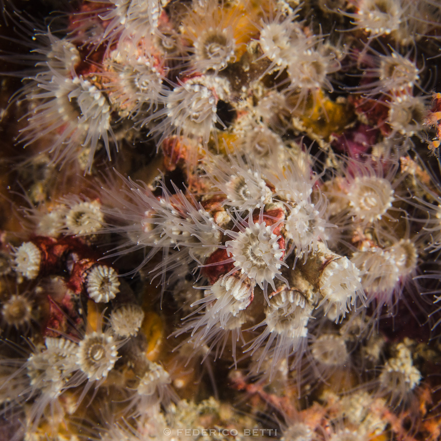 Zoantidei <em>Epizoanthus arenaceus</em>