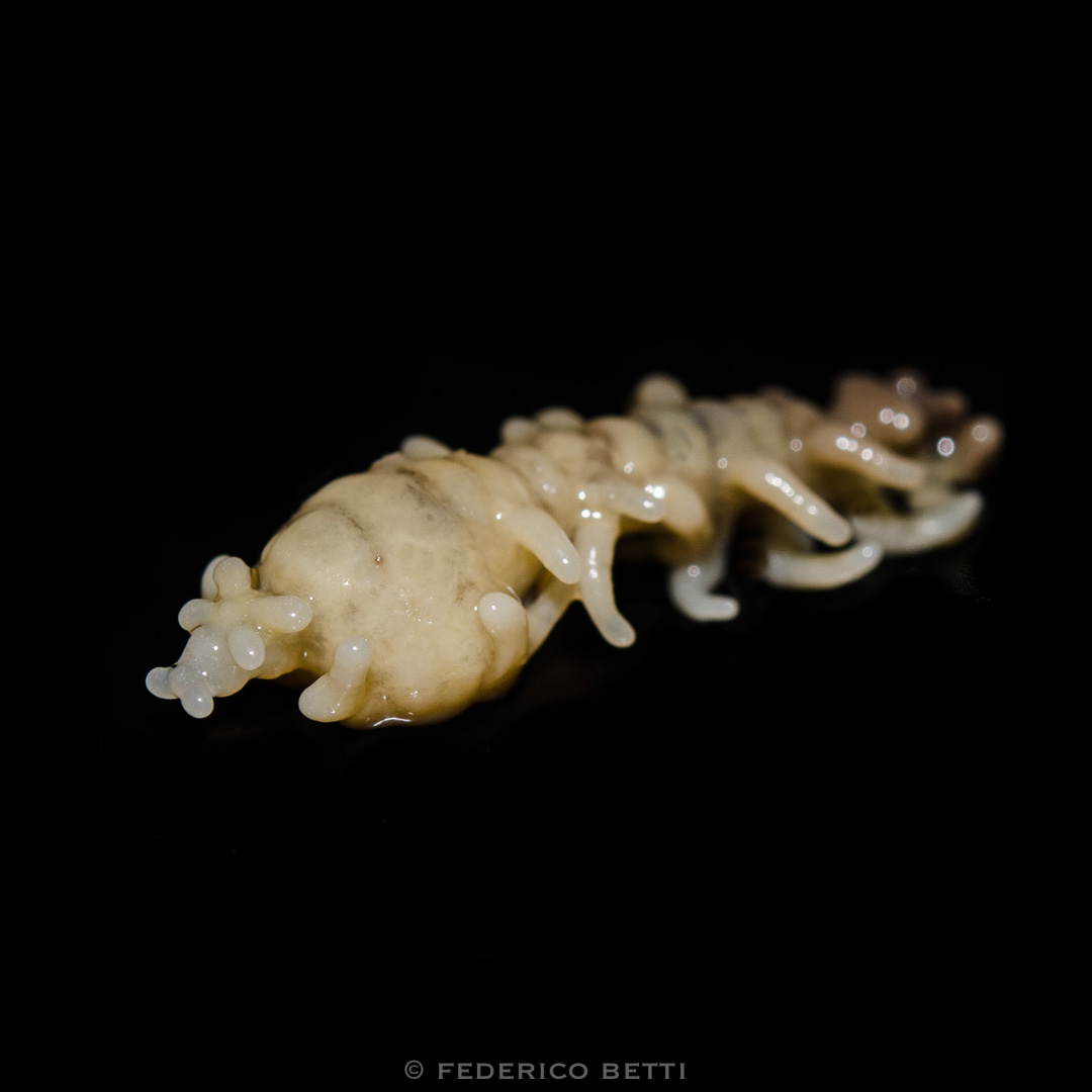 copepode_philichthys_xiphiae-parassita_xiphias_gladius_federicobetti