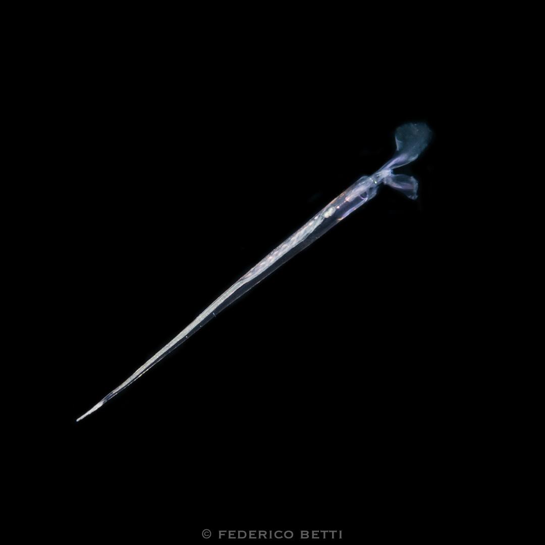 pteropode-creseis_acicula_federicobetti