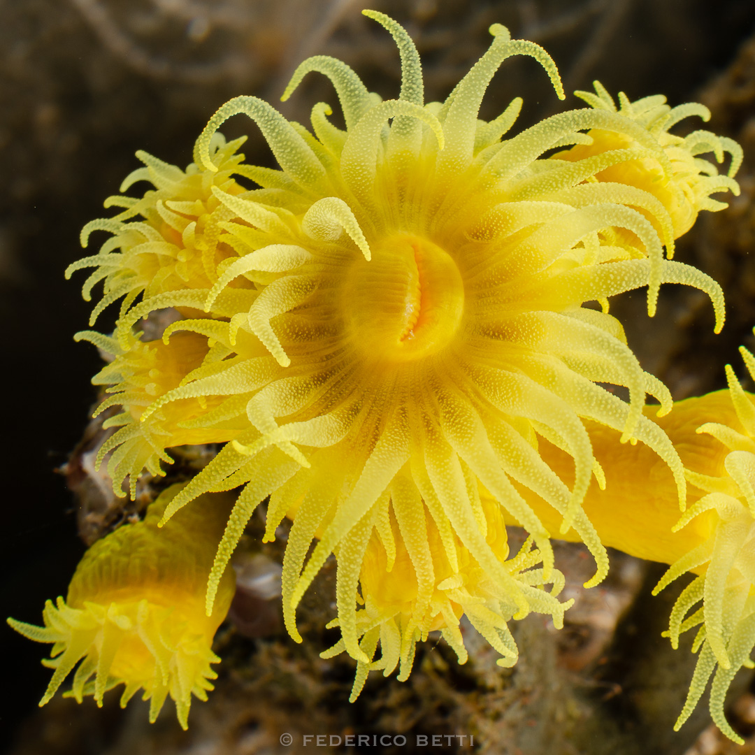 madrepora_corallo_giallo_dendrophyllia_cornigera_federicobetti