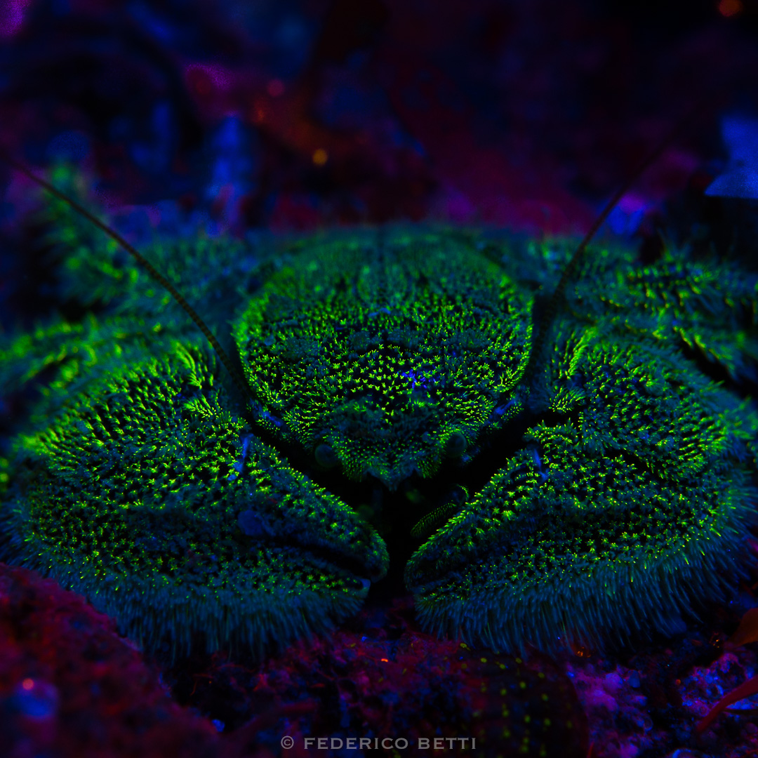 granchio_porcellana_platycheles_fluo_federicobetti