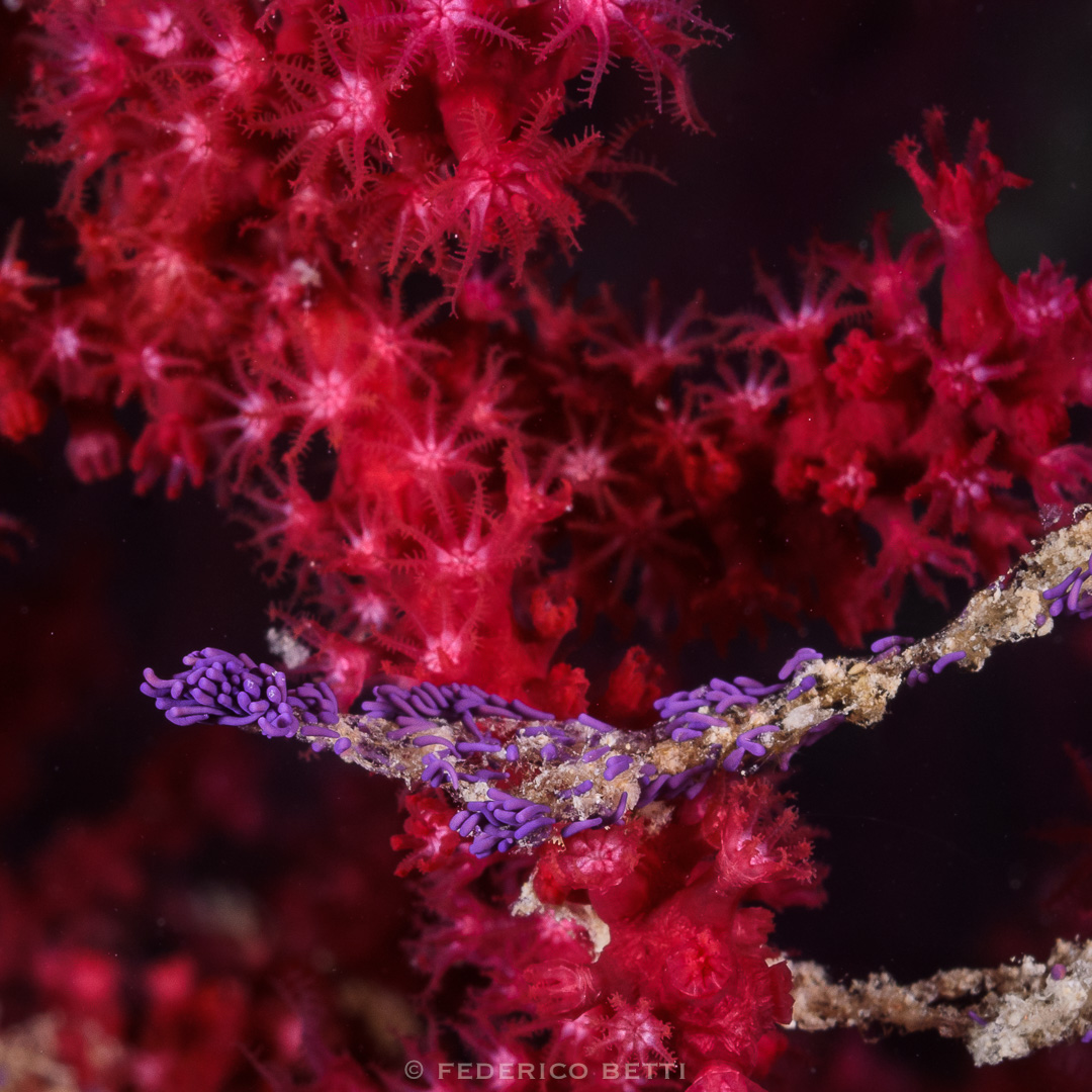 gorgonia_paramuricea_clavata_larve_federicobetti
