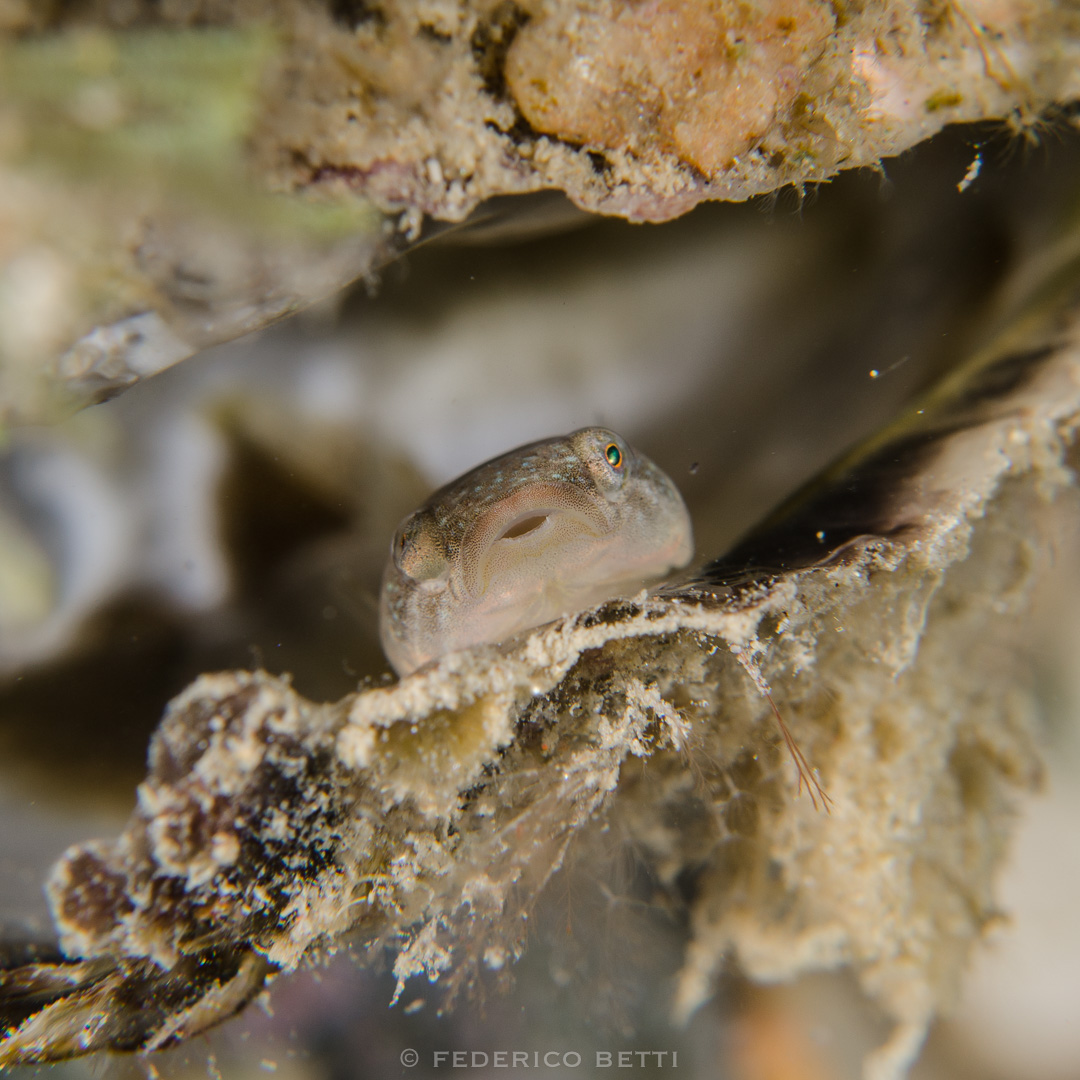 succiascoglio_gobiesocidae_diplecogaster_bimaculata_federicobetti