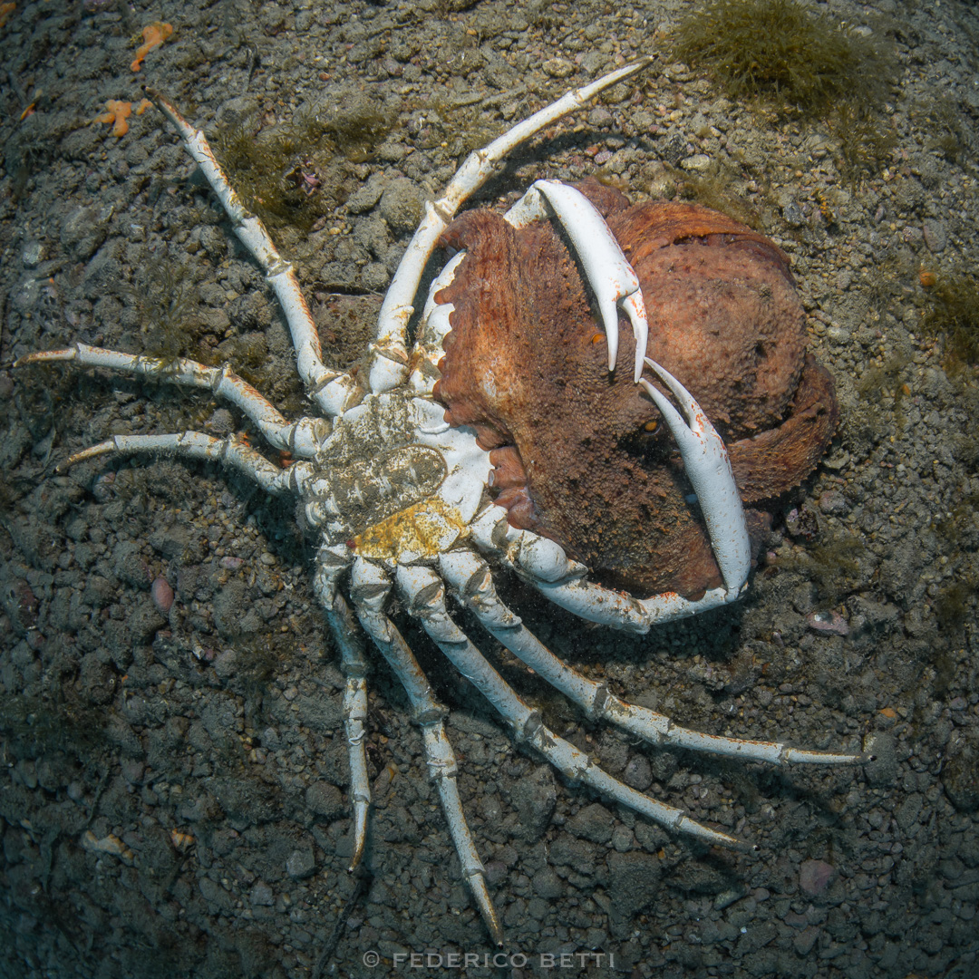 polpo_octopus_vulgaris_granseola_maja_squinado_federicobetti